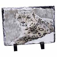 Snow Fall Leopard, Stunning Photo Slate