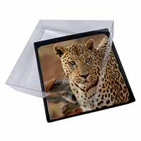 4x Leopard Picture Table Coasters Set in Gift Box