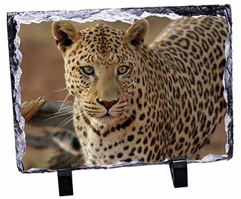 Leopard, Stunning Photo Slate