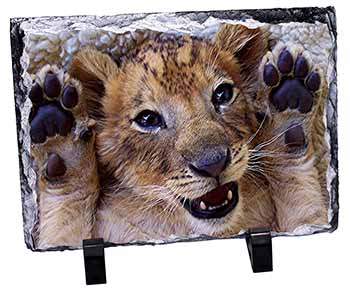 Cute Lion Cub, Stunning Photo Slate