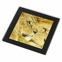 Lions in Love Black Rim High Quality Glass Coaster