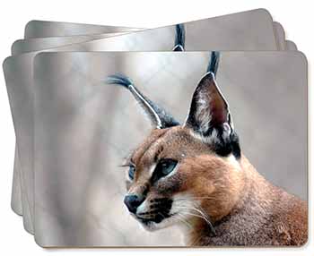 Lynx Caracal Picture Placemats in Gift Box