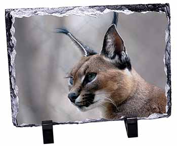 Lynx Caracal, Stunning Photo Slate