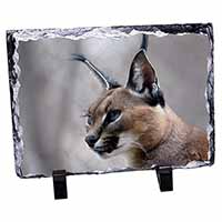 Lynx Caracal, Stunning Photo Slate