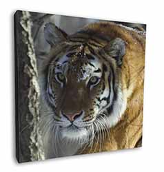 Tiger in Snow Square Canvas 12"x12" Wall Art Picture Print