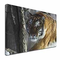 Tiger in Snow Canvas X-Large 30"x20" Wall Art Print