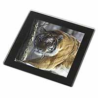 Tiger in Snow Black Rim High Quality Glass Coaster