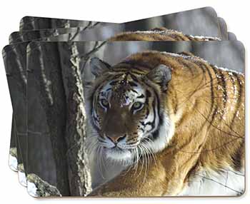 Tiger in Snow Picture Placemats in Gift Box