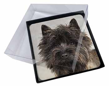 4x Brindle Cairn Terrier Dog Picture Table Coasters Set in Gift Box