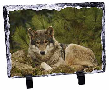 A Beautiful Wolf, Stunning Photo Slate