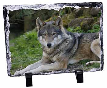 A Gorgeous Wolf, Stunning Photo Slate