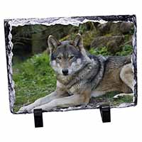 A Gorgeous Wolf, Stunning Photo Slate