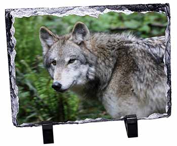 Grey Wolf, Stunning Photo Slate