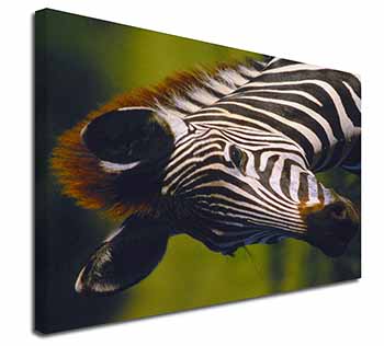 A Pretty Zebra Canvas X-Large 30"x20" Wall Art Print