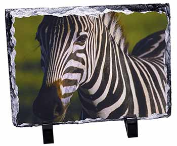 A Pretty Zebra, Stunning Photo Slate