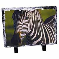 A Pretty Zebra, Stunning Animal Photo Slate