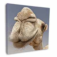 Camels Intrigued by Camera Square Canvas 12"x12" Wall Art Picture Print