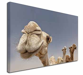 Camels Intrigued by Camera Canvas X-Large 30"x20" Wall Art Print