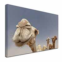 Camels Intrigued by Camera Canvas X-Large 30"x20" Wall Art Print