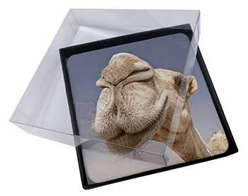 4x Camels Intrigued by Camera Picture Table Coasters Set in Gift Box