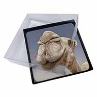 4x Camels Intrigued by Camera Picture Table Coasters Set in Gift Box