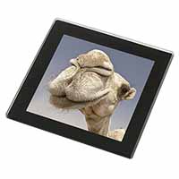 Camels Intrigued by Camera Black Rim High Quality Glass Coaster