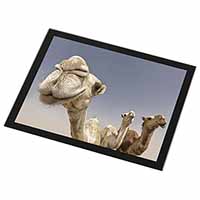 Camels Intrigued by Camera Black Rim High Quality Glass Placemat
