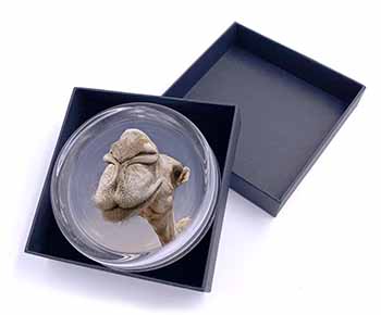 Camels Intrigued by Camera Glass Paperweight in Gift Box