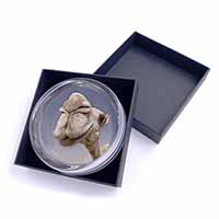 Camels Intrigued by Camera Glass Paperweight in Gift Box