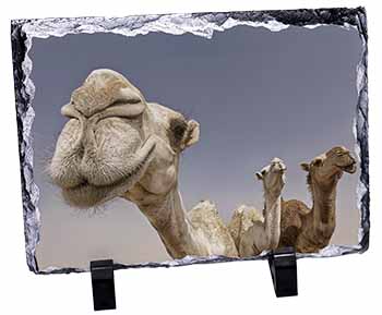 Camels Intrigued by Camera, Stunning Photo Slate