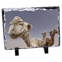 Camels Intrigued by Camera, Stunning Photo Slate