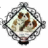 Cavalier King Charles 