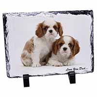 Cavalier King Charles 