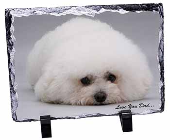 Bichon Frise 