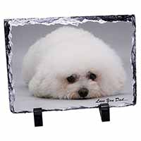 Bichon Frise 