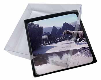 4x Dinosaur Print Picture Table Coasters Set in Gift Box