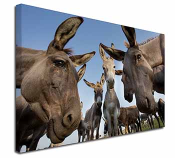 Donkeys Intrigued by Camera Canvas X-Large 30"x20" Wall Art Print