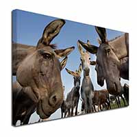 Donkeys Intrigued by Camera Canvas X-Large 30"x20" Wall Art Print