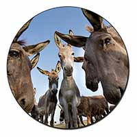 Donkeys Intrigued by Camera Fridge Magnet Printed Full Colour