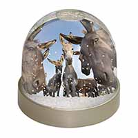 Donkeys Intrigued by Camera Snow Globe Photo Waterball