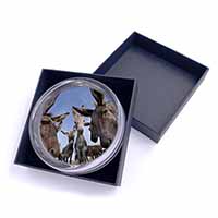 Donkeys Intrigued by Camera Glass Paperweight in Gift Box
