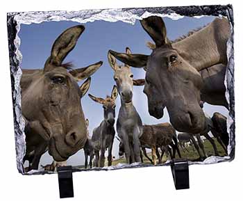 Donkeys Intrigued by Camera, Stunning Photo Slate