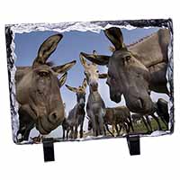 Donkeys Intrigued by Camera, Stunning Photo Slate