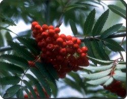 Click image to see all products with these Rowan Berries