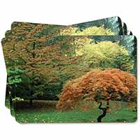Autumn Trees Picture Placemats in Gift Box