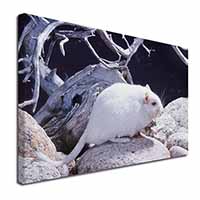 White Gerbil Canvas X-Large 30"x20" Wall Art Print