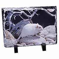 White Gerbil, Stunning Photo Slate