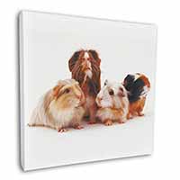 Guinea Pigs Square Canvas 12"x12" Wall Art Picture Print