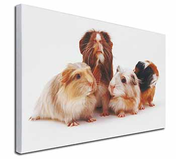 Guinea Pigs Canvas X-Large 30"x20" Wall Art Print