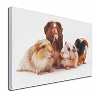 Guinea Pigs Canvas X-Large 30"x20" Wall Art Print